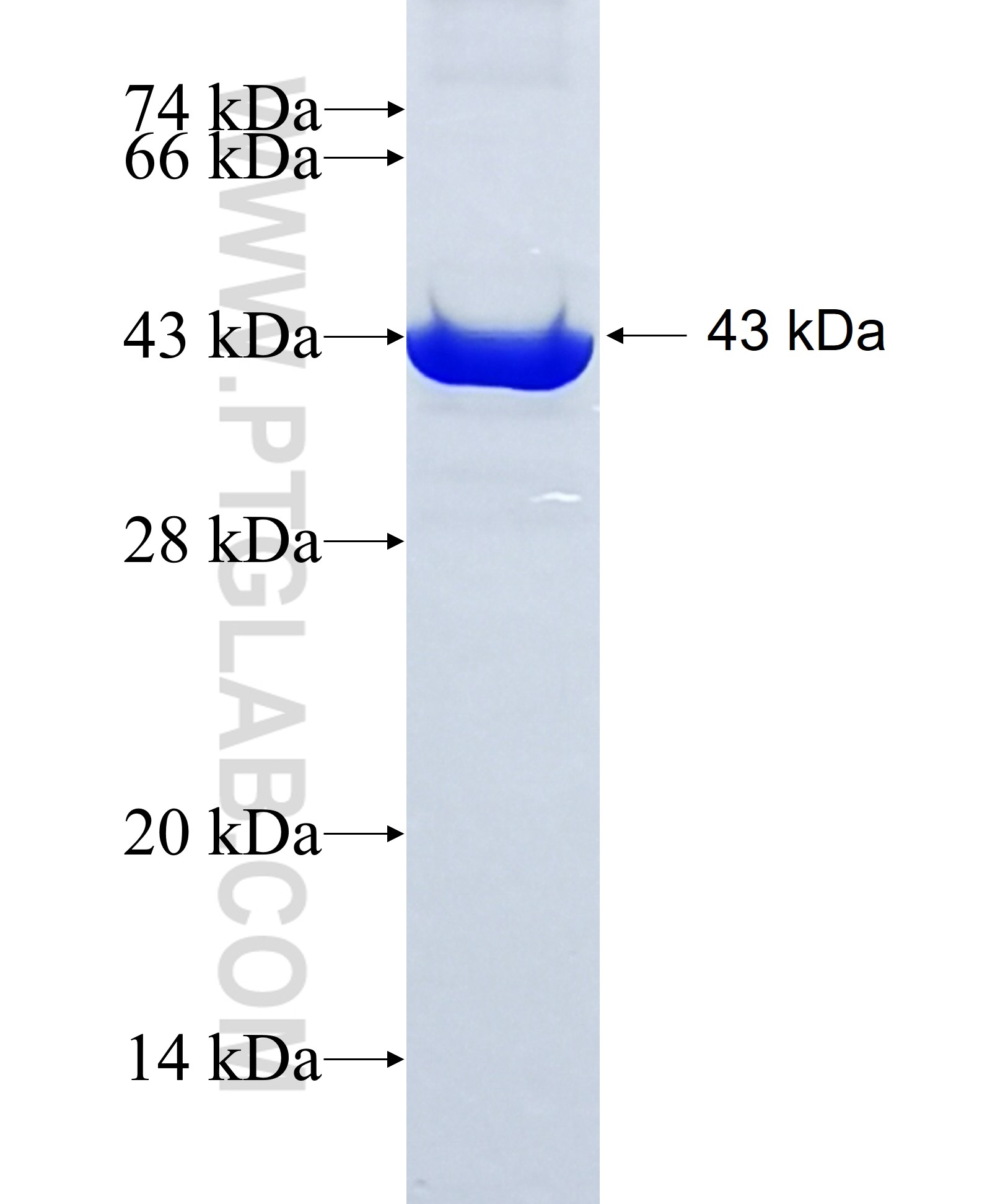 MSLN fusion protein Ag23606 SDS-PAGE