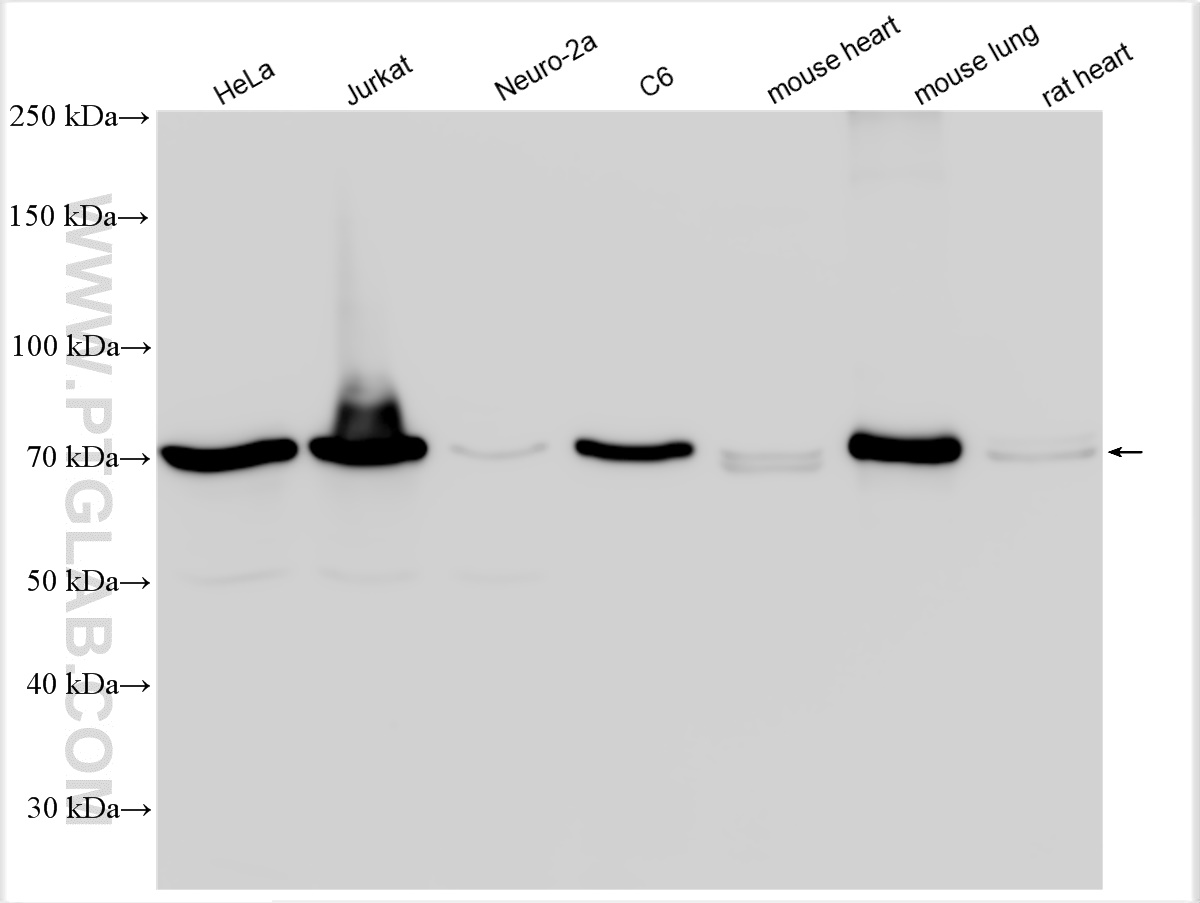 WB analysis using 26053-1-AP