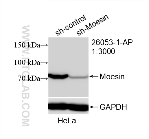 WB analysis of HeLa using 26053-1-AP