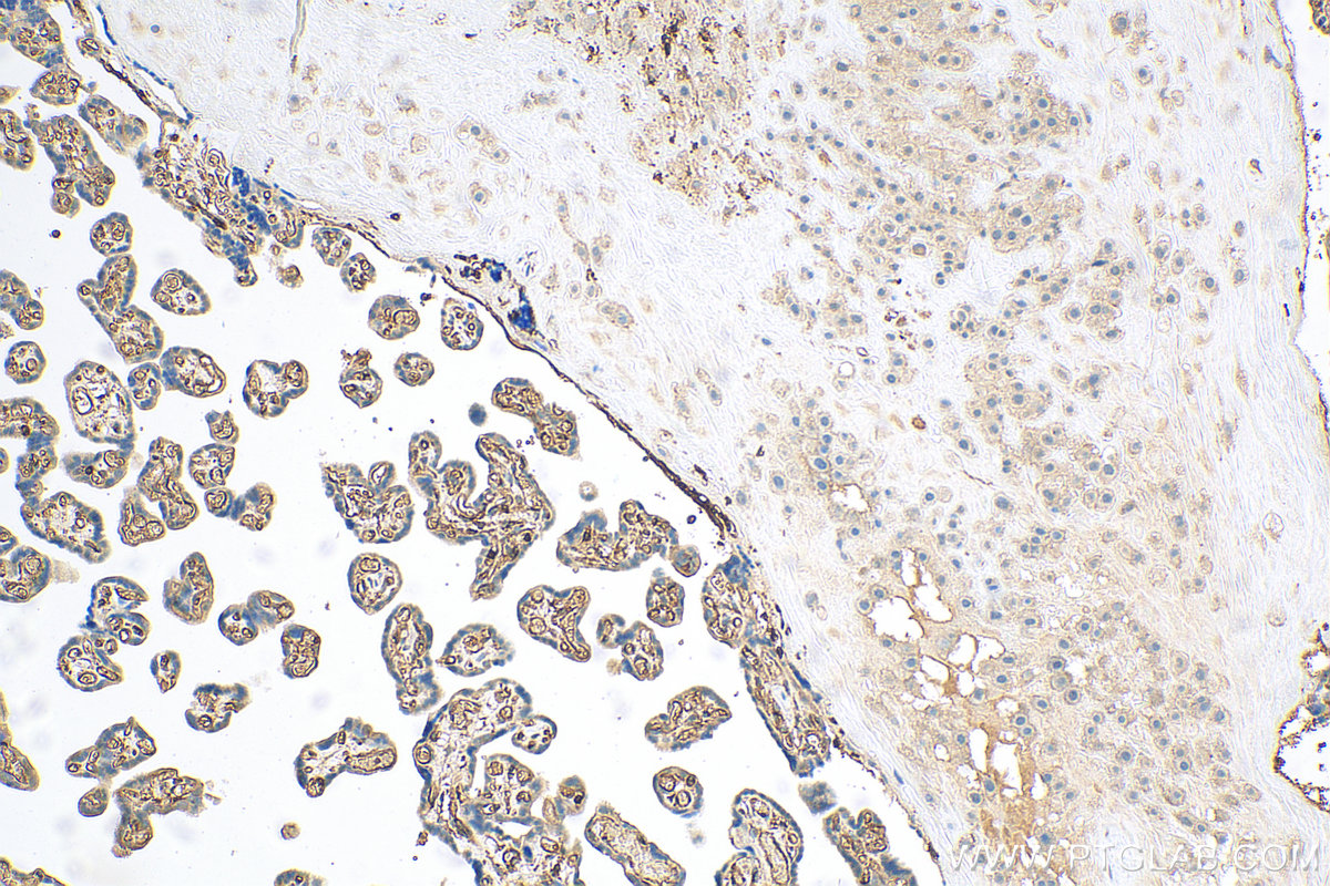 IHC staining of human placenta using 82009-1-RR