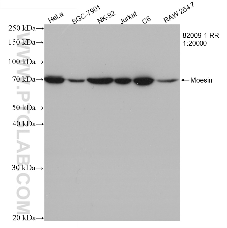 WB analysis using 82009-1-RR