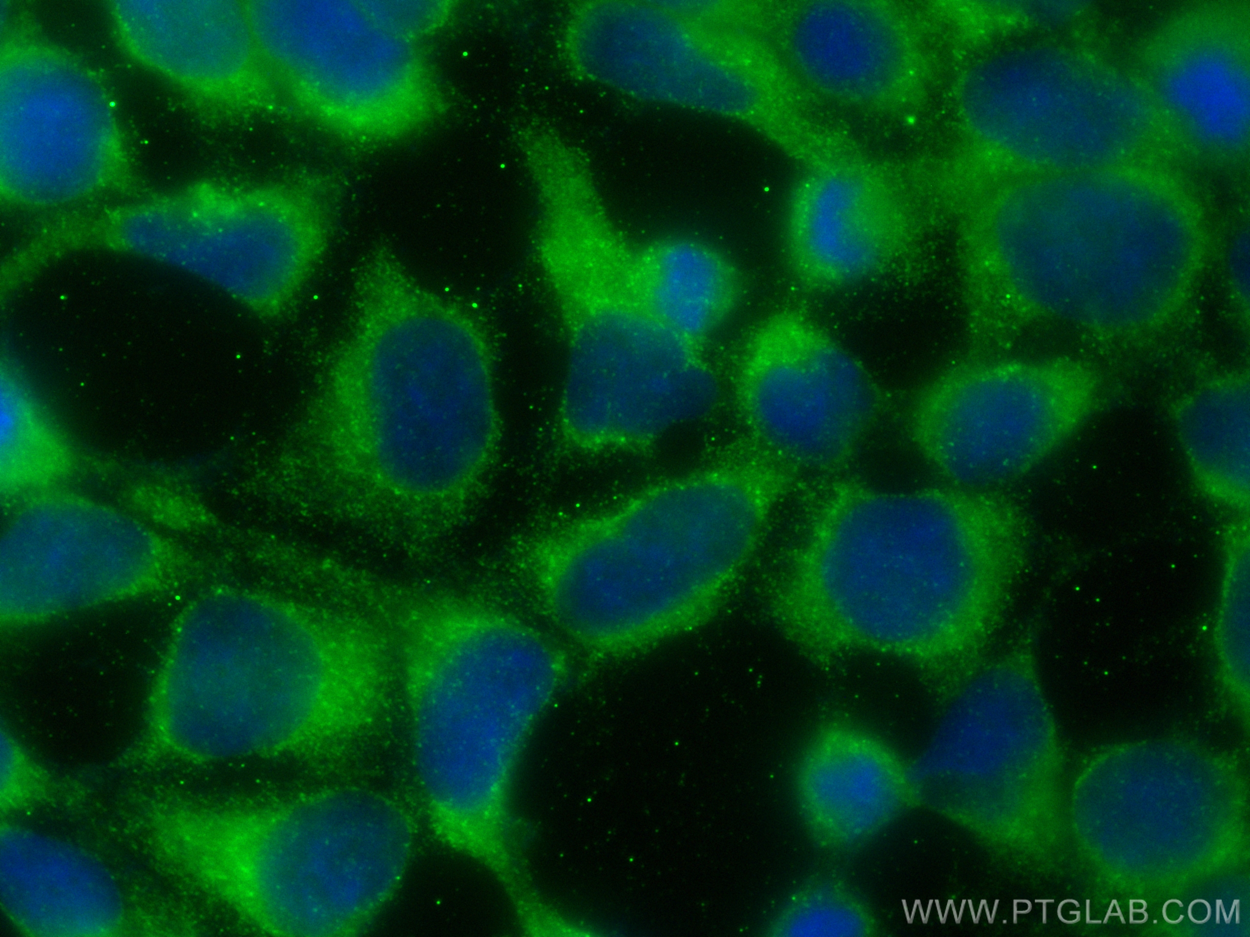 IF Staining of HEK-293 using CL488-14547