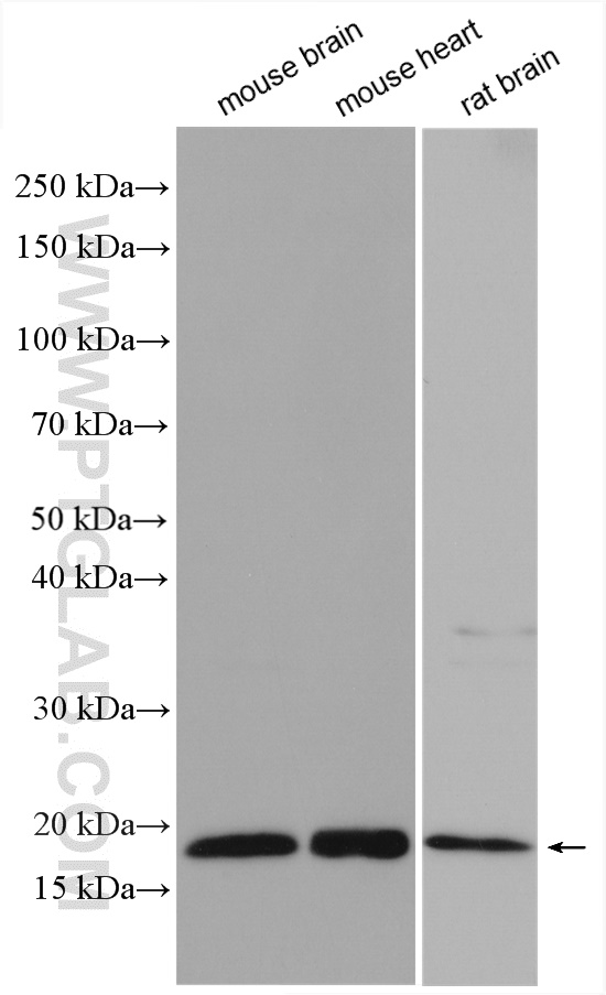 WB analysis using 17629-1-AP