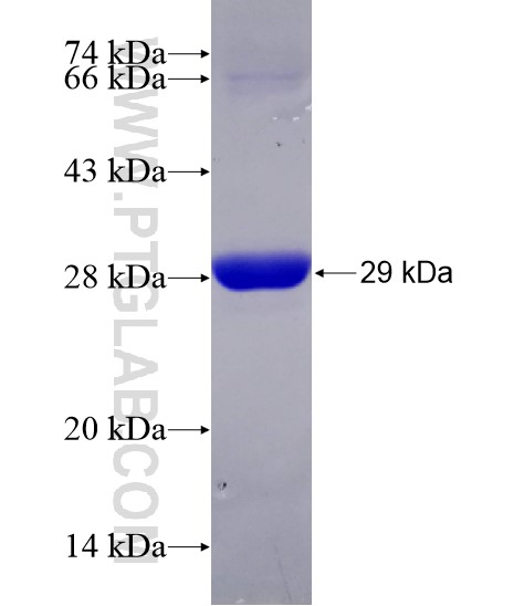 MSTO1 fusion protein Ag29067 SDS-PAGE