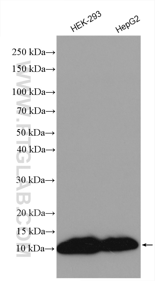 WB analysis using 29398-1-AP