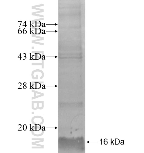 MT1A fusion protein Ag10128 SDS-PAGE MT1A fusion protein Ag10128 SDS-PAGE