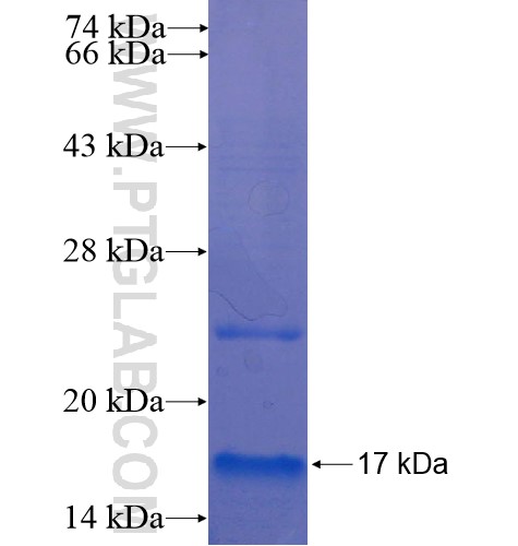 MT1E fusion protein Ag13303 SDS-PAGE MT1E fusion protein Ag13303 SDS-PAGE