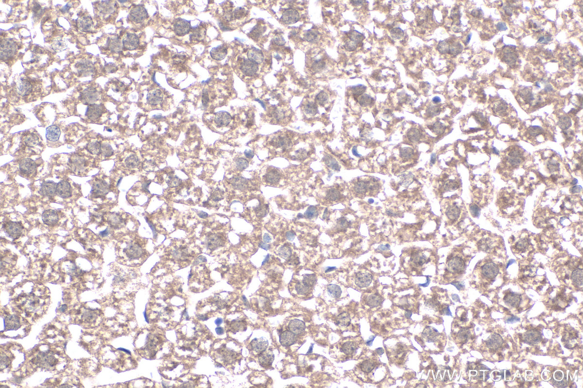 IHC staining of mouse liver using 20809-1-AP