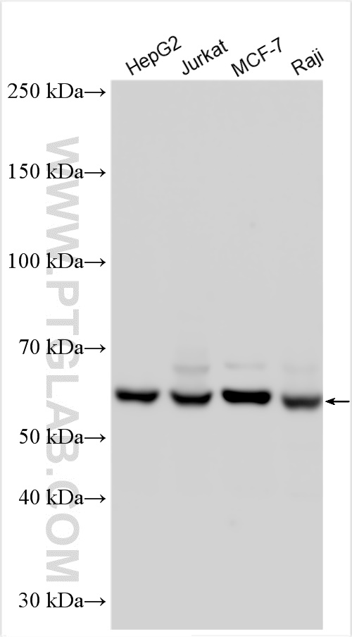 WB analysis using 14682-1-AP
