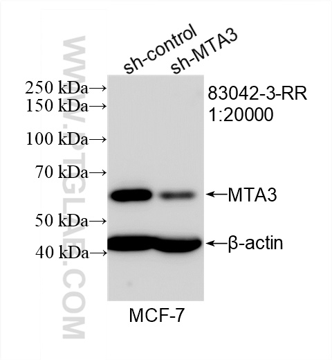 WB analysis of MCF-7 using 83042-3-RR
