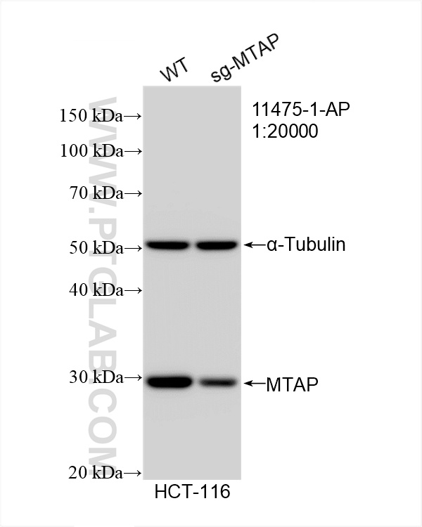 WB analysis of HCT 116 using 11475-1-AP