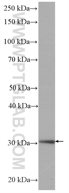 WB analysis of NIH/3T3 using HRP-66706