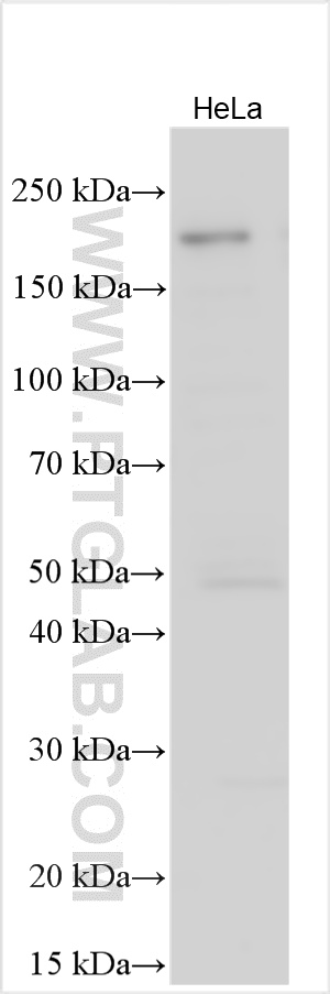 WB analysis using 33016-1-AP WB analysis using 33016-1-AP