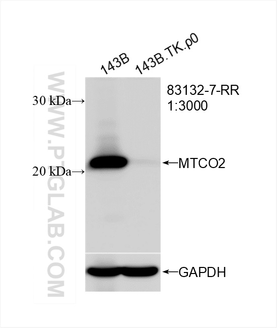WB analysis of 143B using 83132-7-RR