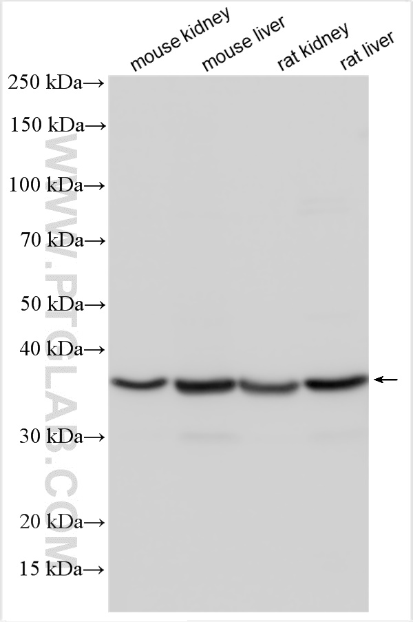 WB analysis using 55082-1-AP