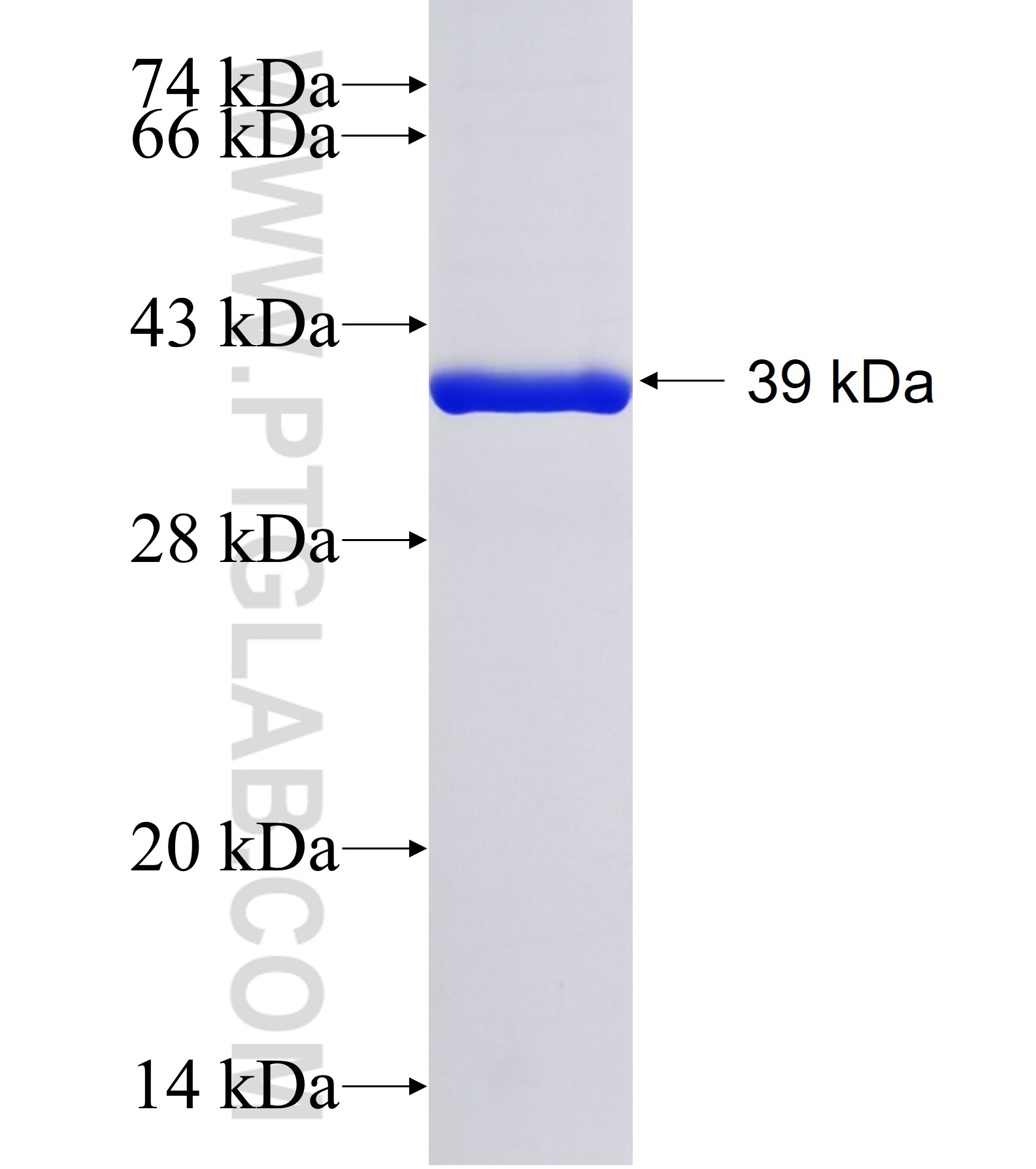 MTCP1 fusion protein Ag41527 SDS-PAGE MTCP1 fusion protein Ag41527 SDS-PAGE