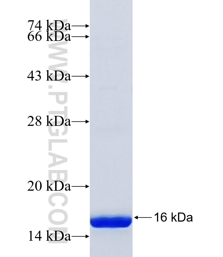 MTCP1 fusion protein Ag41544 SDS-PAGE