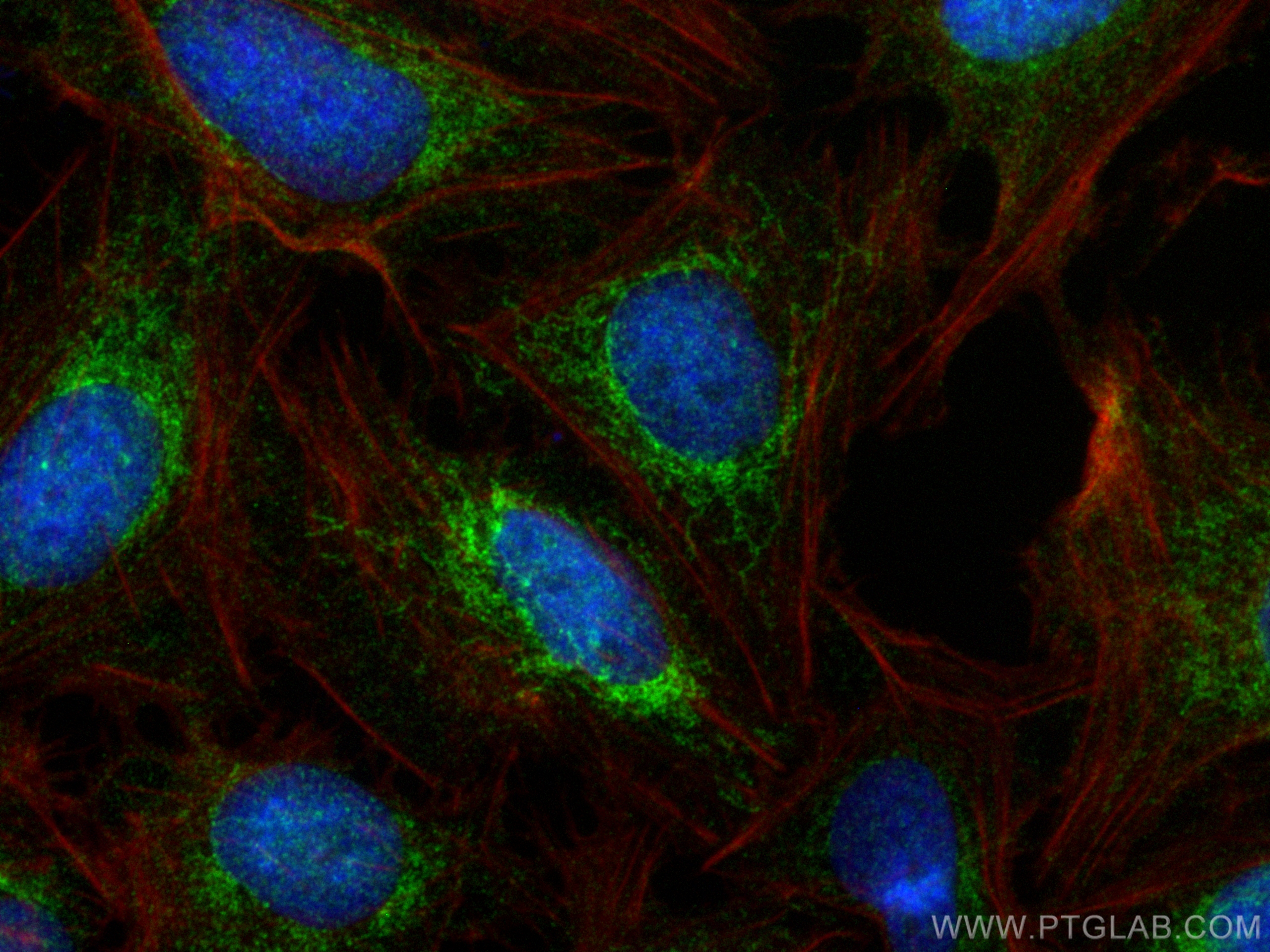 IF Staining of U2OS using 10235-1-AP