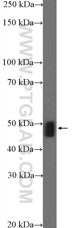 WB analysis of mouse liver using 23296-1-AP