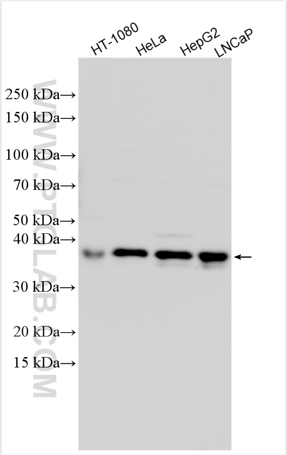WB analysis using 31892-1-AP