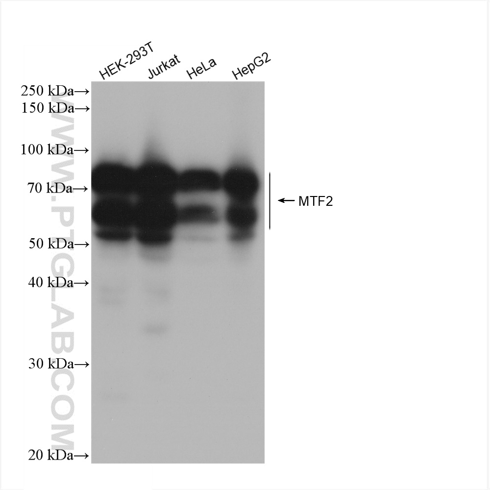 WB analysis using 82944-1-RR (same clone as 82944-1-PBS)