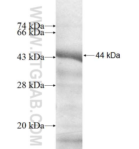 MTF2 fusion protein Ag9384 SDS-PAGE