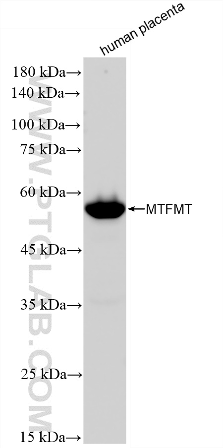 WB analysis of human placenta using 87999-1-RR