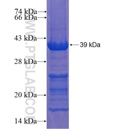 MTFMT fusion protein Ag23064 SDS-PAGE