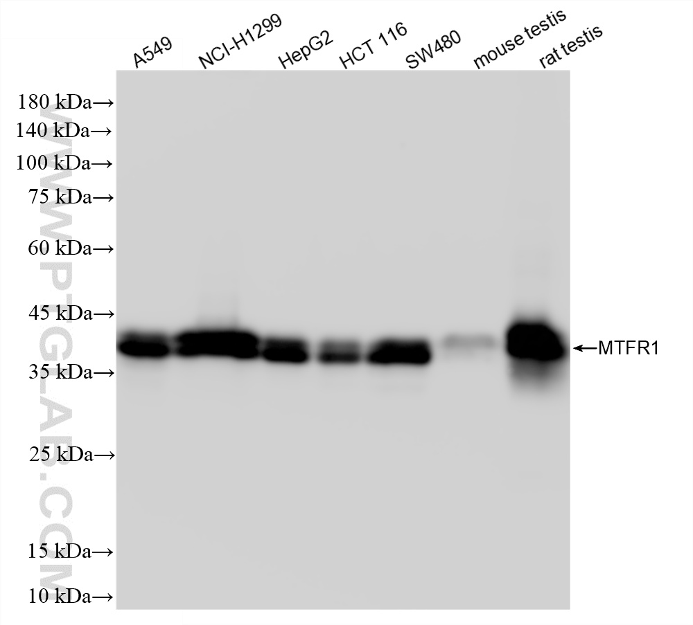 WB analysis using 87130-1-RR (same clone as 87130-1-PBS)
