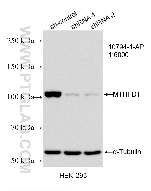 WB analysis of HEK-293 using 10794-1-AP