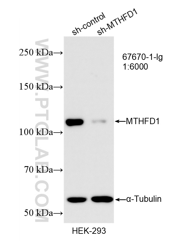 WB analysis of HEK-293 using 67670-1-Ig