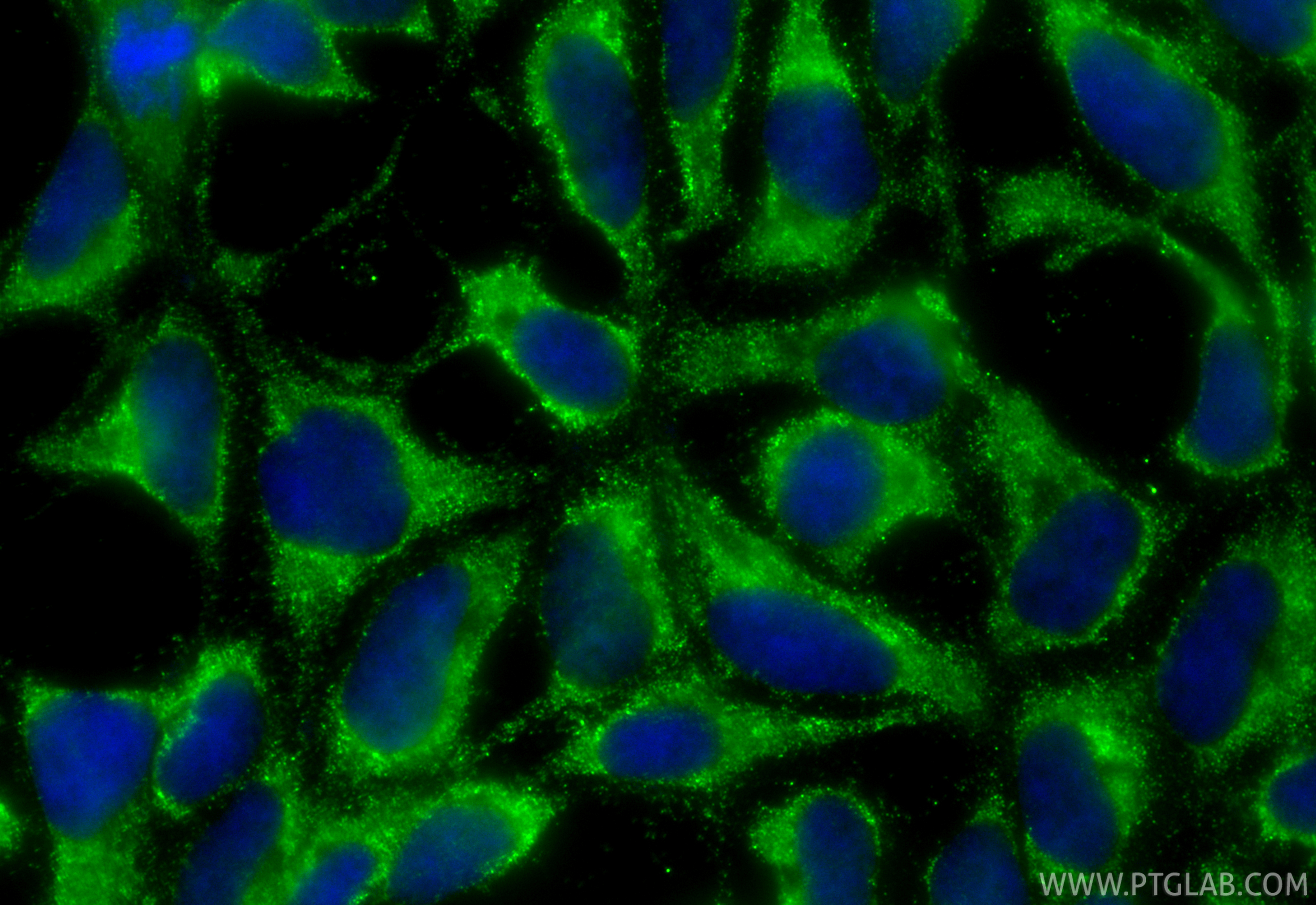 IF Staining of HEK-293 using CL488-67670