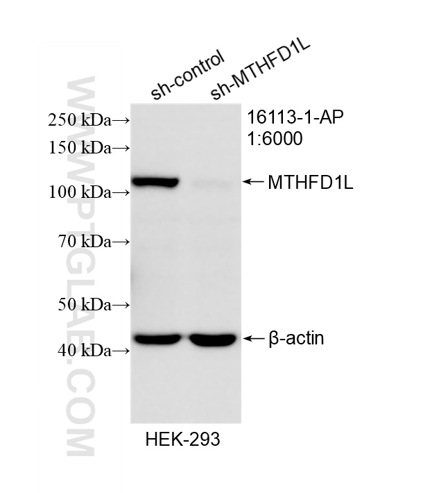 WB analysis of HEK-293 using 16113-1-AP