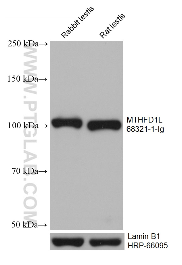 WB analysis using 68321-1-Ig