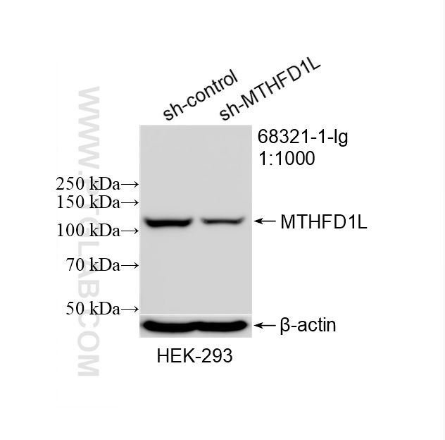 WB analysis of HEK-293 using 68321-1-Ig