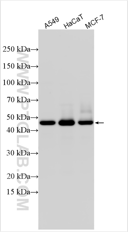 WB analysis using 32122-1-AP