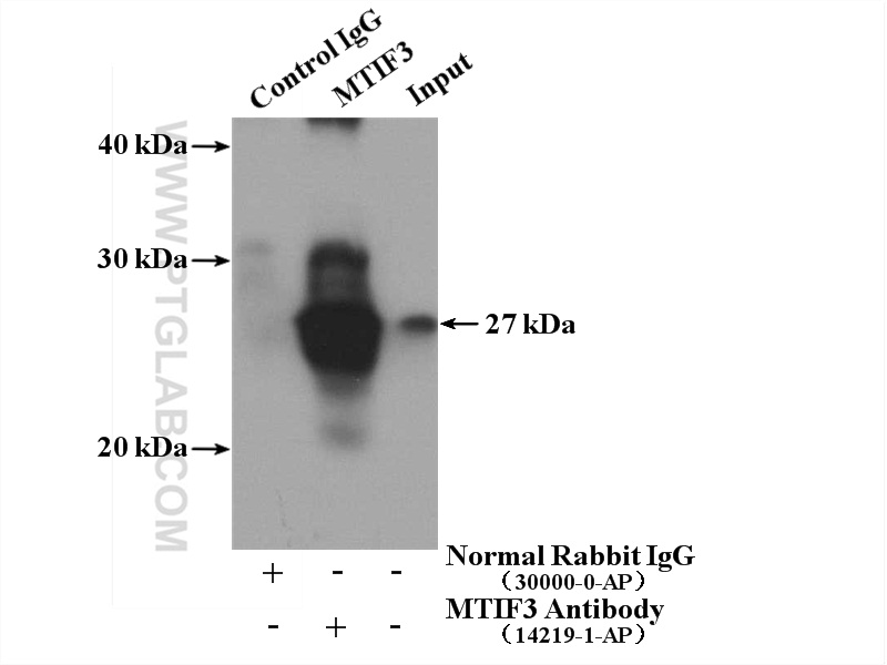 IP experiment of HeLa using 14219-1-AP