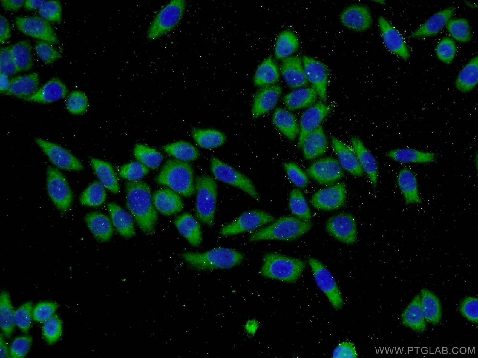 IF Staining of L02 using 13924-1-AP