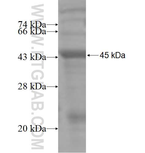 MTM1 fusion protein Ag4940 SDS-PAGE