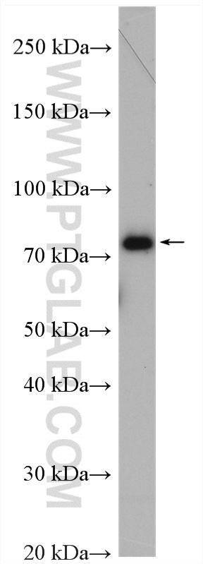 WB analysis of HEK-293 using 17552-1-AP