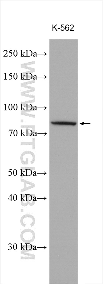 WB analysis using 17552-1-AP