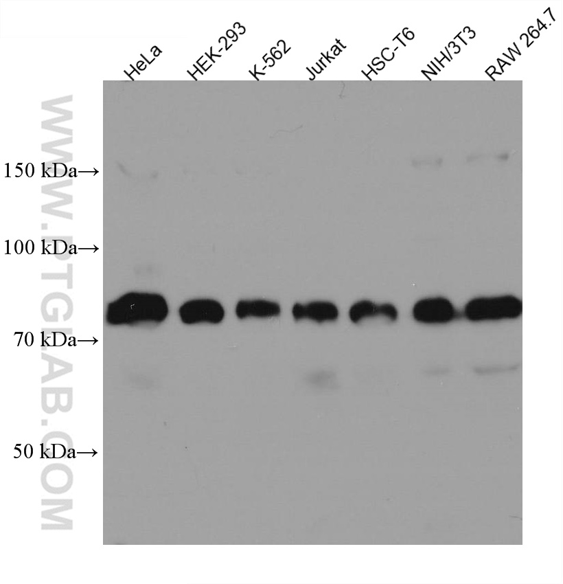 WB analysis using 67561-1-Ig