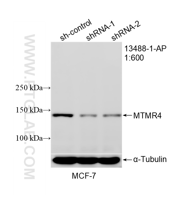 WB result of MTMR4 antibody (13488-1-AP; 1:600; incubated at room temperature for 1.5 hours) with sh-Control and sh-MTMR4 transfected MCF-7 cells. WB analysis of MCF-7 using 13488-1-AP