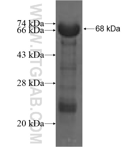 MTMR4 fusion protein Ag4310 SDS-PAGE