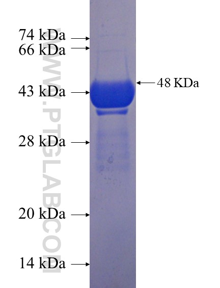 MTMR7 fusion protein Ag23170 SDS-PAGE