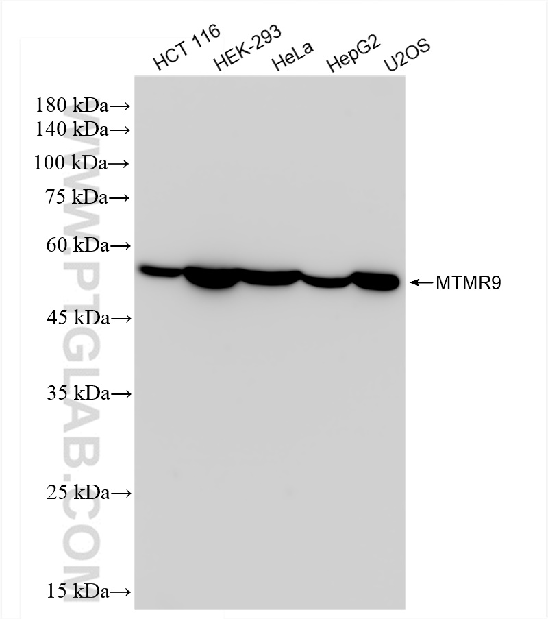 WB analysis using 83694-4-RR (same clone as 83694-4-PBS)
