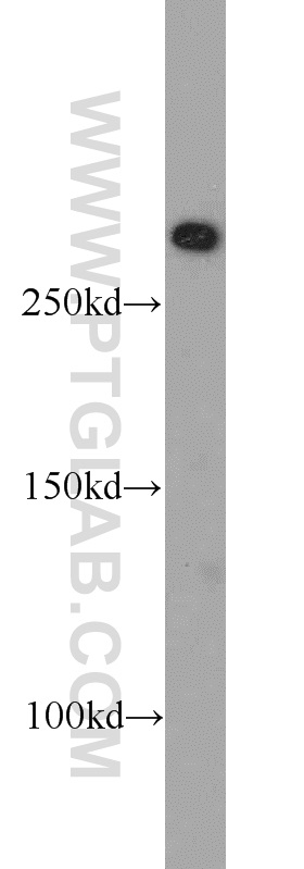 WB analysis of MCF-7 using 20657-1-AP