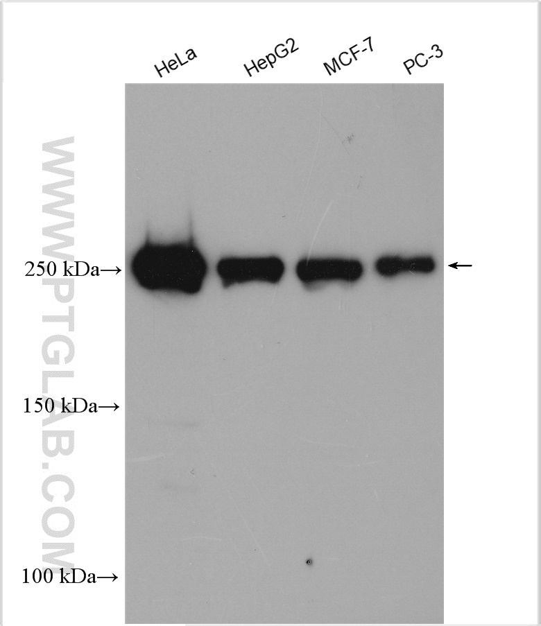 WB analysis using 28273-1-AP