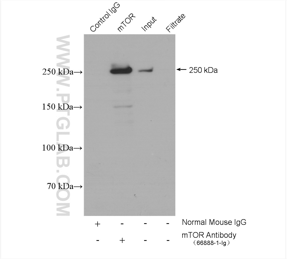 IP experiment of HeLa using 66888-1-Ig