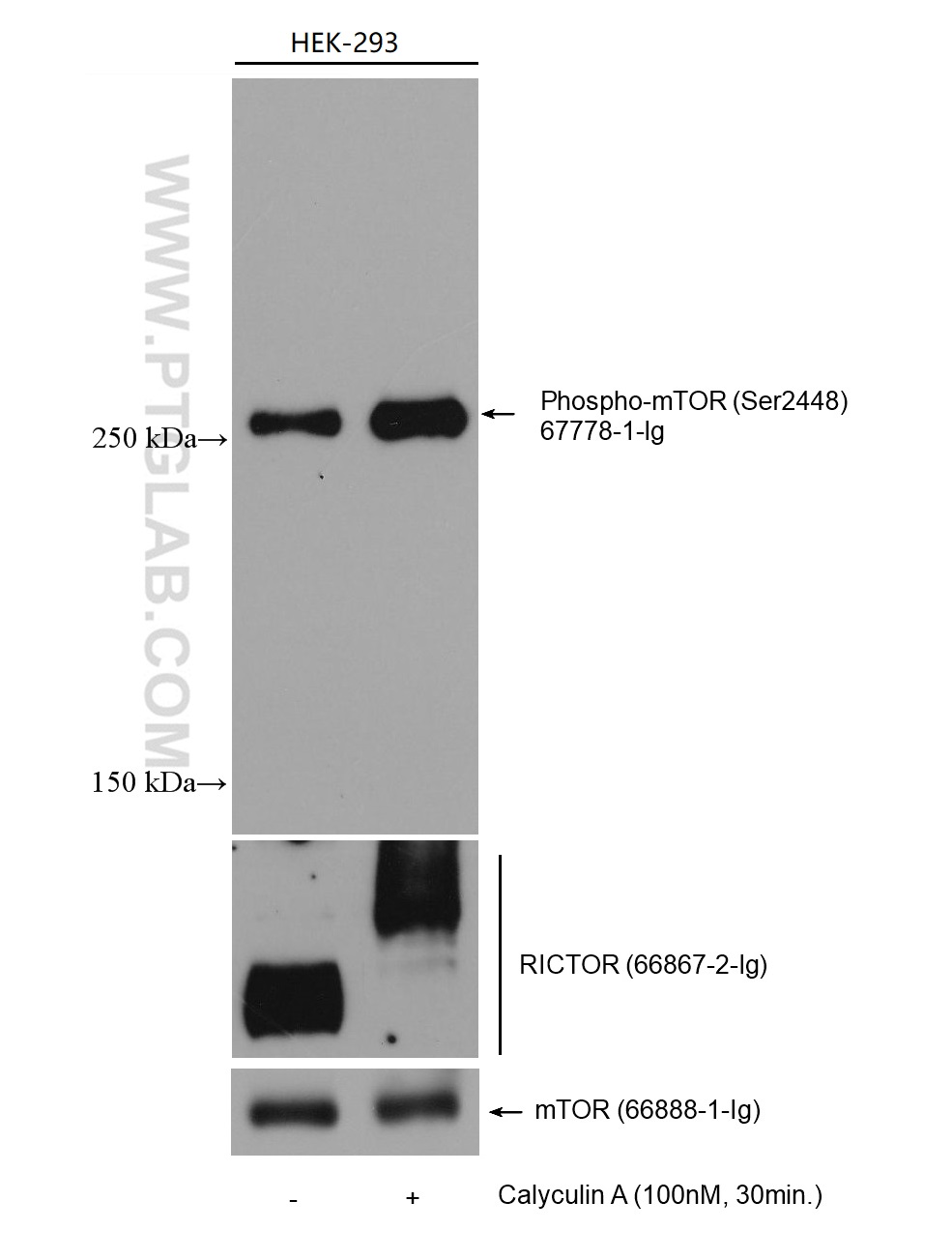 WB analysis of HEK-293 using 66888-1-Ig (same clone as 66888-1-PBS)